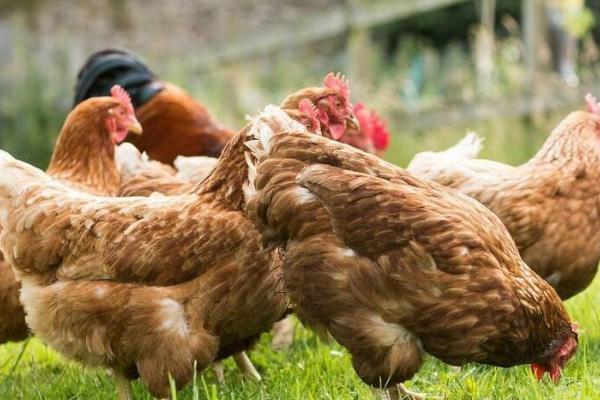 高温对肉鸡有什么影响，会导致进食量和生产性能降低