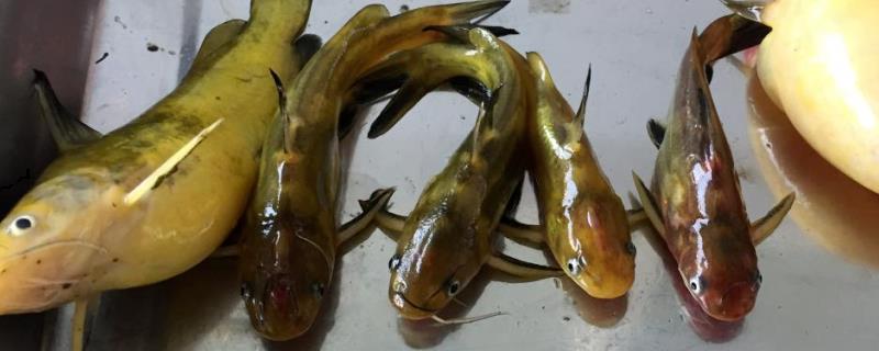 黄颡鱼的垂钓绝招，可将鸡肝和鸭肠作为饵料、并采用底钓的方法