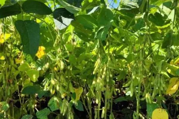内蒙古大豆品种，常见的有这8种