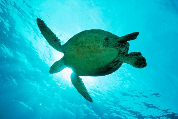 海龟是什么动物，是常见的海洋爬行动物