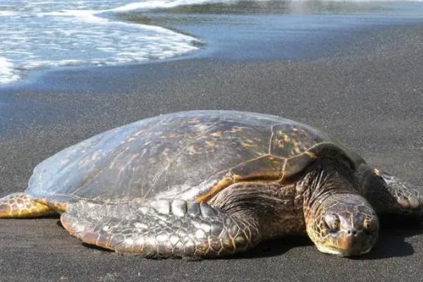 海龟是什么动物，是常见的海洋爬行动物