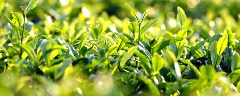 普洱茶的产地，主产于云南省