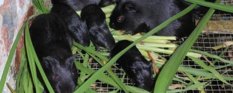 养殖黑豚的经济价值，具有食用、药用、观赏等用途