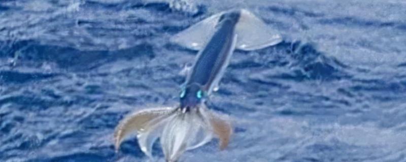 飞乌贼的产地，主要分布在南海、日本相模湾等地