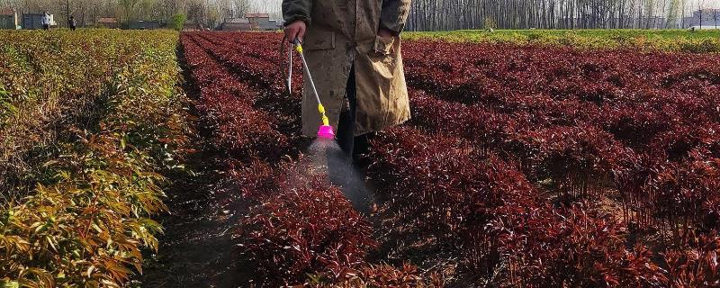 杀虫剂如何使用效果佳，根据害虫习性适时用药