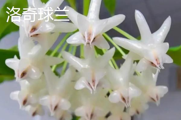 球兰哪个品种好看，品种众多各有特点