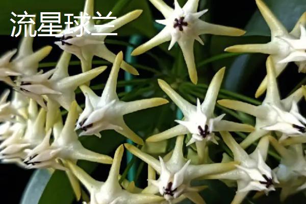 球兰哪个品种好看，品种众多各有特点
