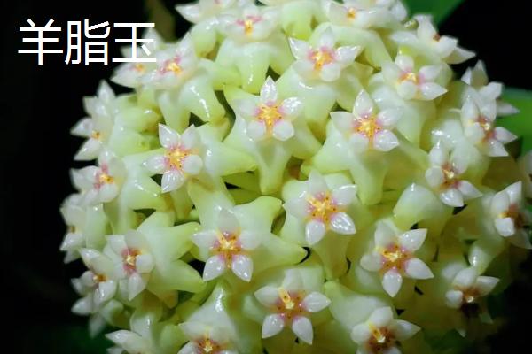 球兰哪个品种好看，品种众多各有特点