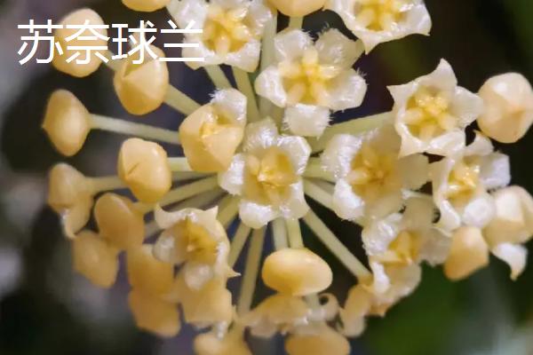 球兰哪个品种好看，品种众多各有特点