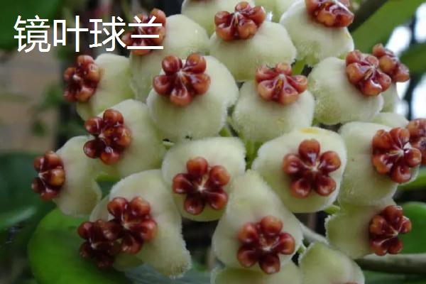 球兰哪个品种好看，品种众多各有特点