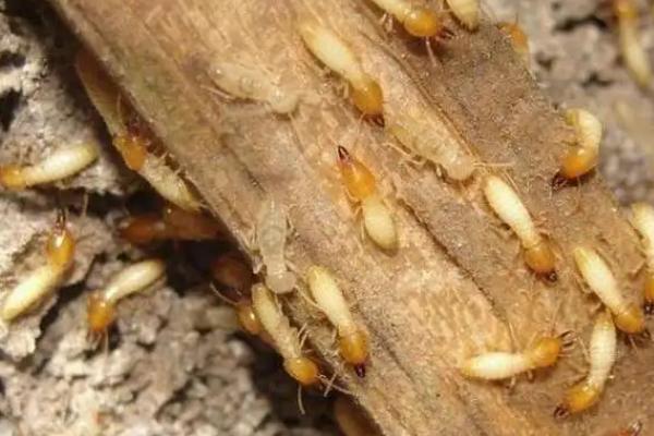 甘蔗白蚁为害情况，萌芽期和成熟时受害重