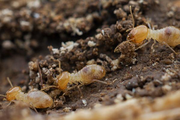 甘蔗白蚁为害情况，萌芽期和成熟时受害重