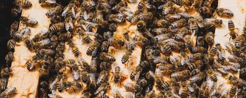 蜂群没有蜂王会怎么样，若一直没有蜂王补充新蜂存活不了多久