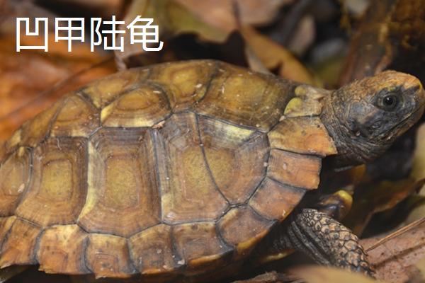 陆龟品种介绍，包括象龟、凹甲陆龟、缅甸陆龟等种类