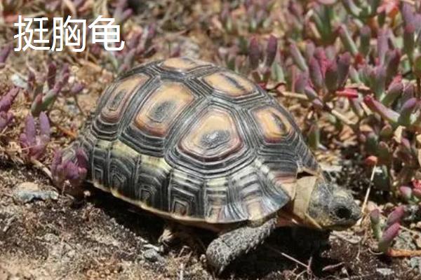 陆龟品种介绍，包括象龟、凹甲陆龟、缅甸陆龟等种类