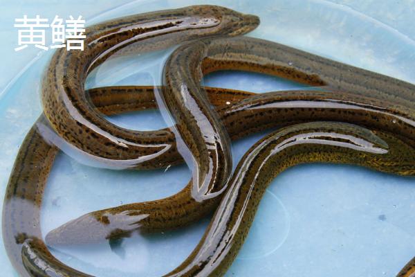 黄鳝和泥鳅的区别，科属、形态均不同