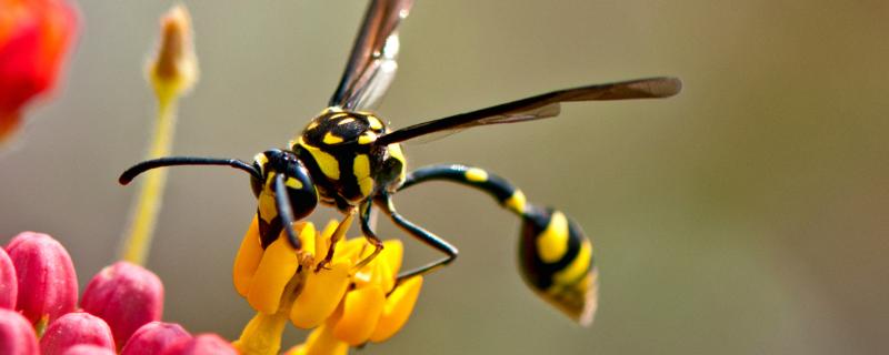 细腰蜂是什么蜂，是常见的小型蜂类