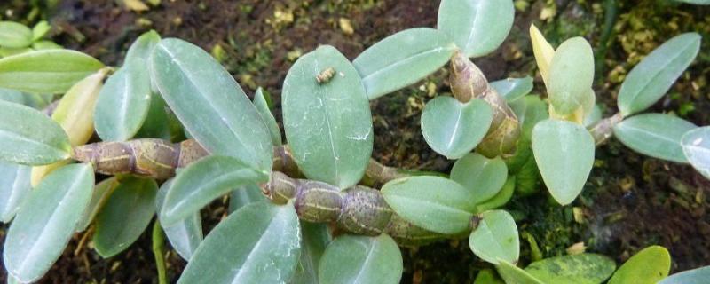 铁皮石斛的繁殖技术，可分株繁殖或分芽繁殖等