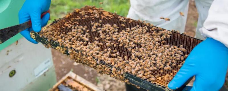 哪些人不适合养蜜蜂，主要针对这5类人群