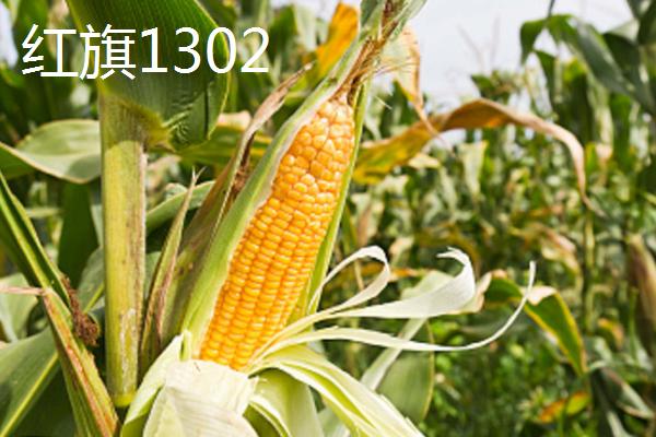 适合江苏种植的玉米品种，常见的有这4种