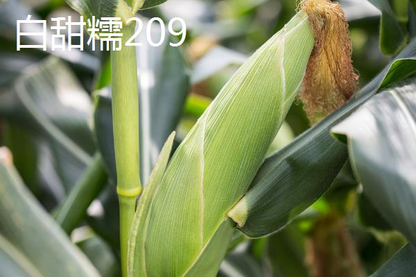 适合江苏种植的玉米品种，常见的有这4种