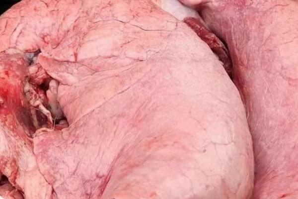 猪的内脏有哪些，有猪心、猪腰、猪肚、猪脑等
