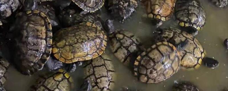 什么是古巴彩龟，属于泽龟科、彩龟属爬行动物