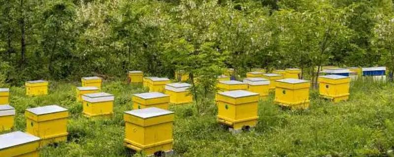 养殖蜜蜂的好处，具有投资小、效益高、管理简单等优点