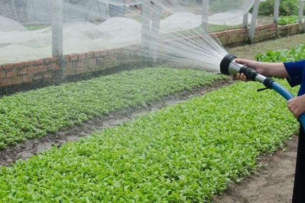 大棚蔬菜早春怎么施肥，浇灌缓苗水时可随水冲施有机肥