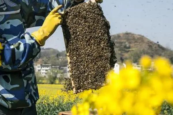 养蜂相关知识，需注意防治蚂蚁、胡蜂等天敌