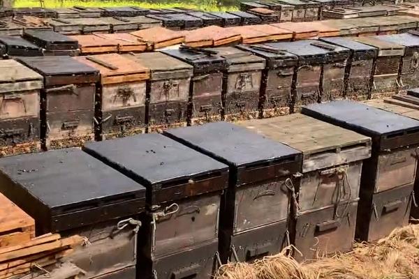 养蜂相关知识，需注意防治蚂蚁、胡蜂等天敌