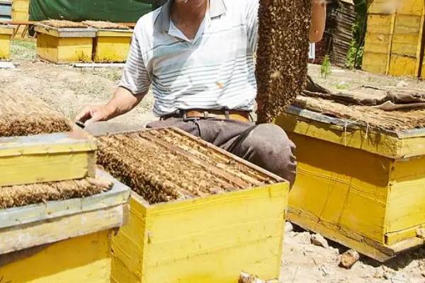 养蜂相关知识，需注意防治蚂蚁、胡蜂等天敌