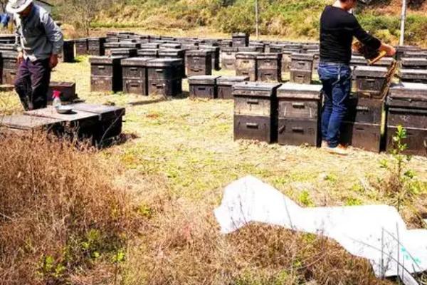 养蜂相关知识，需注意防治蚂蚁、胡蜂等天敌
