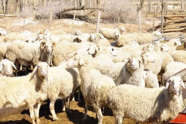 秋天养羊要注意什么，需做好配种、抓膘、免疫接种等工作
