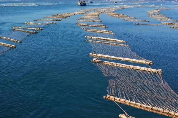 鲍鱼养殖方法的优缺点对比，工厂化养殖具有生长快、产量高等优点