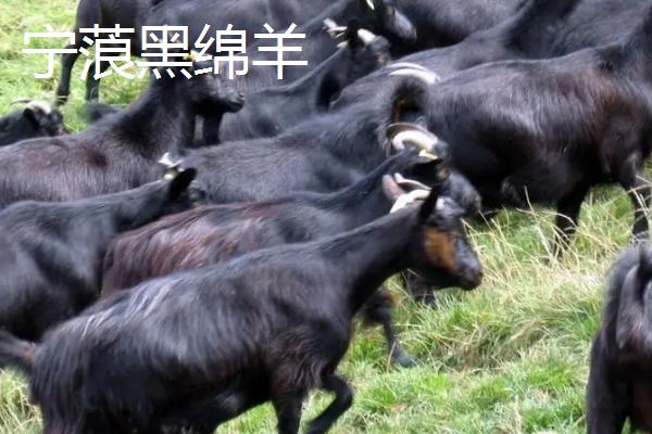 哪些羊适合在南方地区养，黑山羊、南江黄羊、黄淮山羊等品种均可养殖