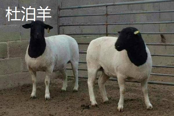 哪些羊适合在南方地区养，黑山羊、南江黄羊、黄淮山羊等品种均可养殖
