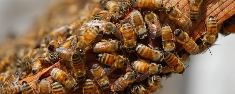 几十只蜜蜂怎么进行蛋群速繁，需要不间断地进行奖励饲喂
