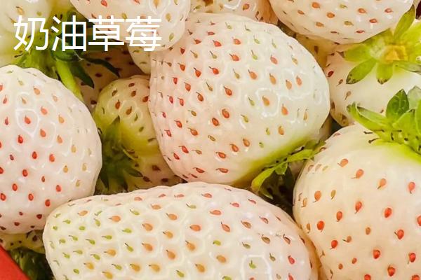 我国大陆地区最贵的水果，猫山王榴莲的售价达到数百元/个
