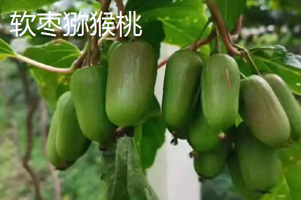 我国大陆地区最贵的水果，猫山王榴莲的售价达到数百元/个
