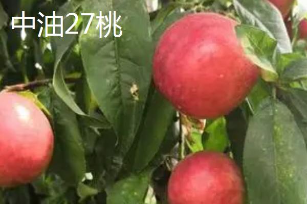 中国有哪四大桃乡，奉化水蜜桃被誉为中国之最