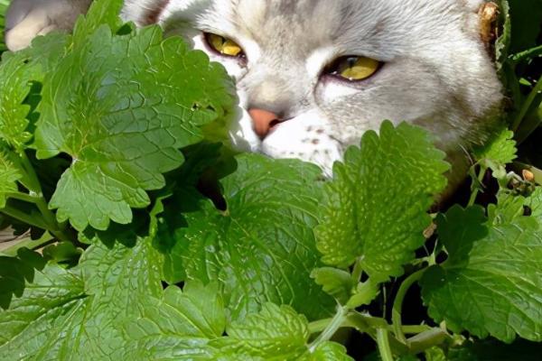 什么是猫薄荷，属于唇形科、荆芥属多年生草本植物