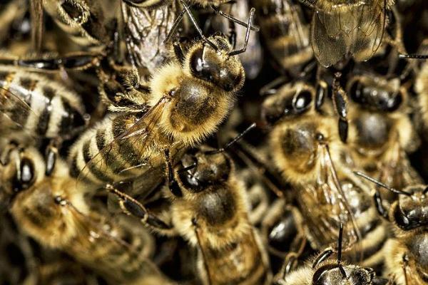 意大利蜜蜂的特点，生产力、采集力和育虫力强