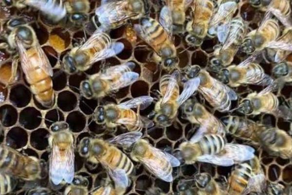 意大利蜜蜂的特点，生产力、采集力和育虫力强