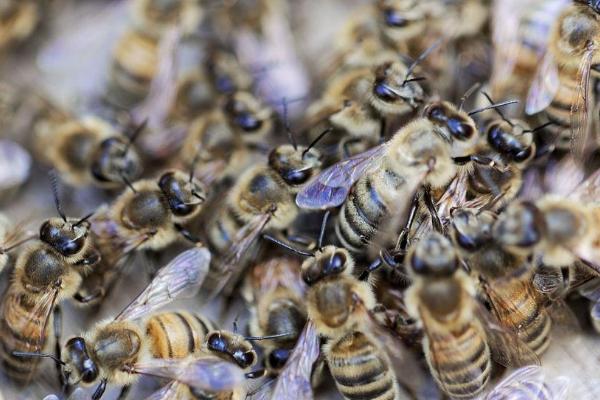 意大利蜜蜂的特点，生产力、采集力和育虫力强