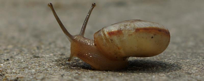 养殖蜗牛的利润和前景，白玉蜗牛的产值可达到上万元/亩