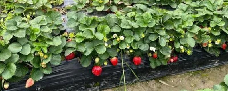 四季草莓种植技术，一般在春季或秋季栽植
