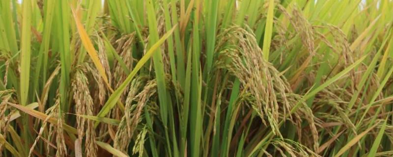 河南辉县市的特产，辉县香稻是我国水稻名贵品种之一