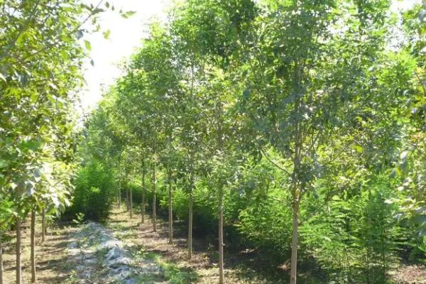 白蜡树介绍，属于木樨科、白蜡树种落叶乔木