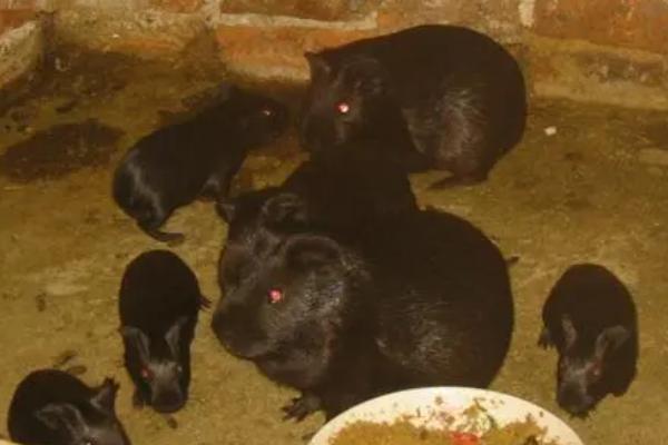 养殖黑豚的经济价值，具有食用、药用、观赏等用途